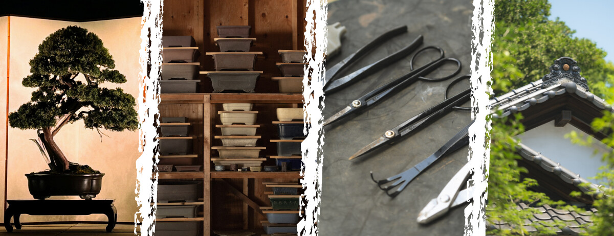 Tree House Bonsai - EN-JP Native - Sales Position for a Bonsai ArtTech Startup